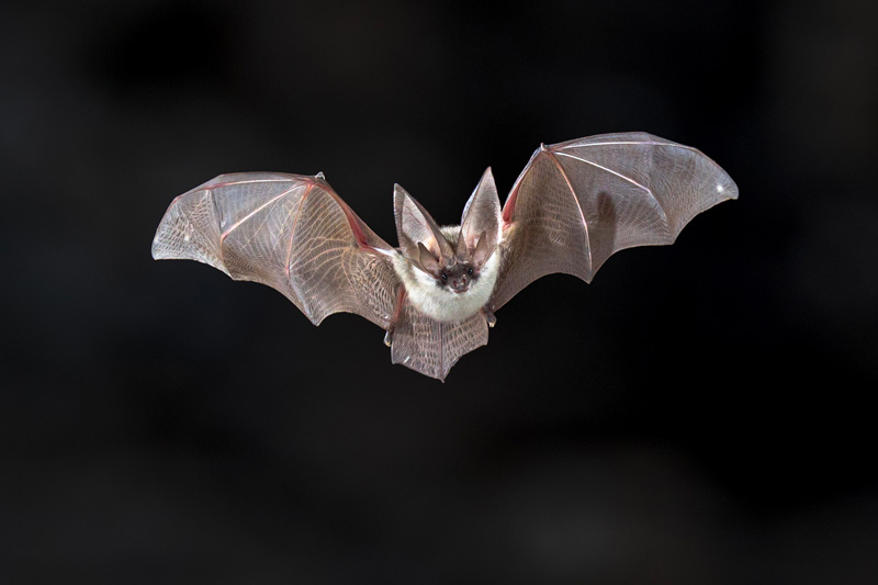 chauve-souris